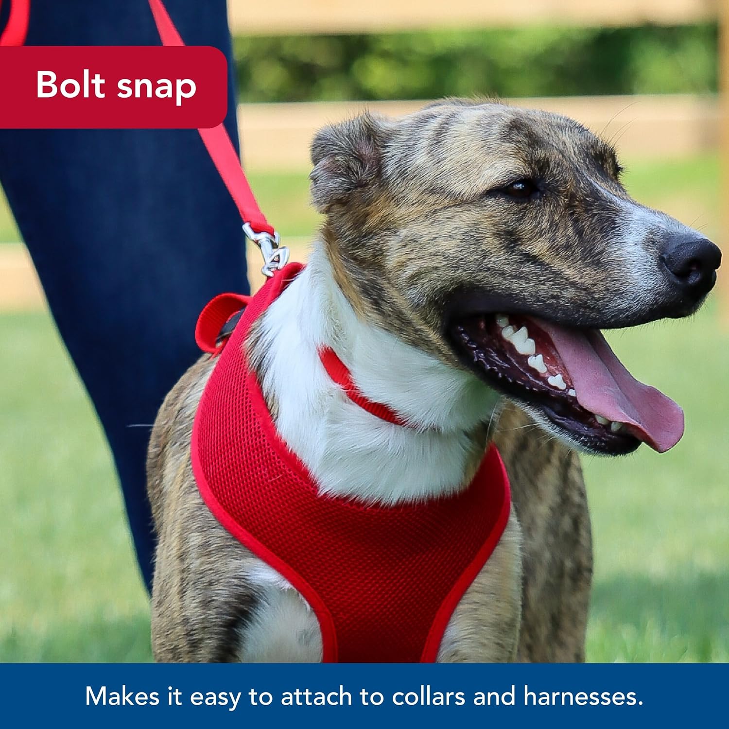 Pet Single-Ply Dog Leash - Sturdy Pet Leash - Comfortable & Stylish - Resists Fraying - Vibrant & Fade-Resistant Color - Orchid, 3/8" x 6'