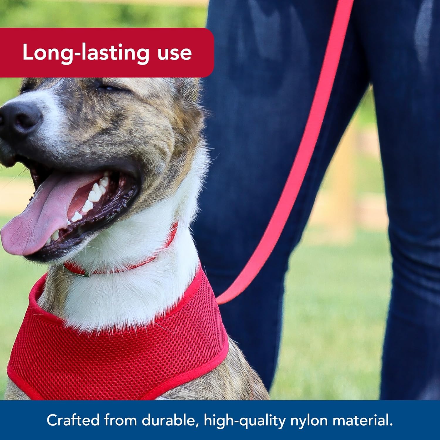 Pet Single-Ply Dog Leash - Sturdy Pet Leash - Comfortable & Stylish - Resists Fraying - Vibrant & Fade-Resistant Color - Orchid, 3/8" x 6'